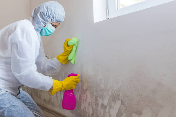 Best Environmental Consulting for Mold Prevention  in Lookout Mountain, GA